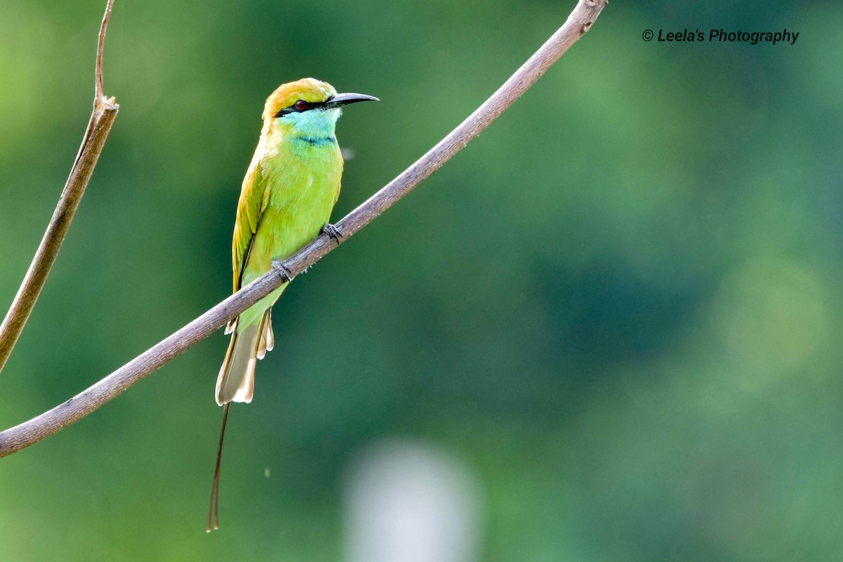 Asian Green Bee-eater - Leela Hemachand Gera