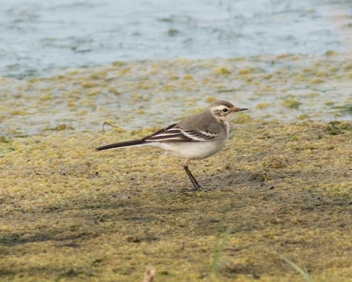 Citrine Wagtail (Gray-backed) - Daniel Branch