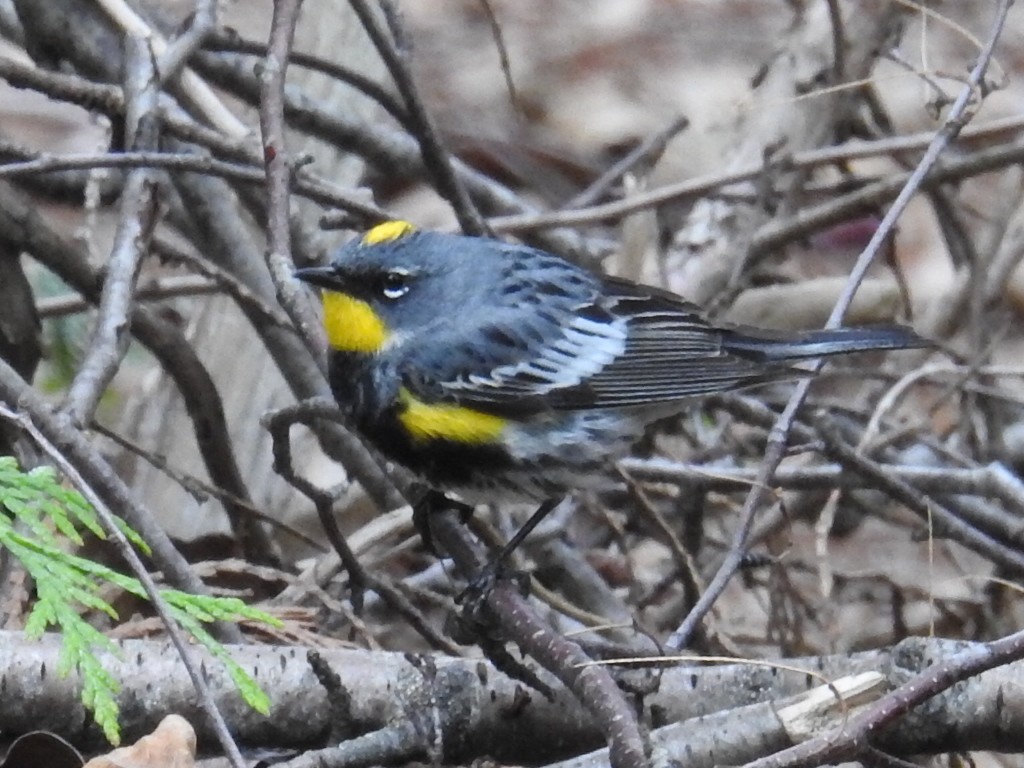 Yellow-rumped Warbler - Marisue Hilliard