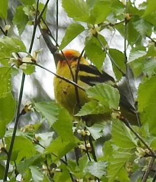 Western Tanager - ML227082831