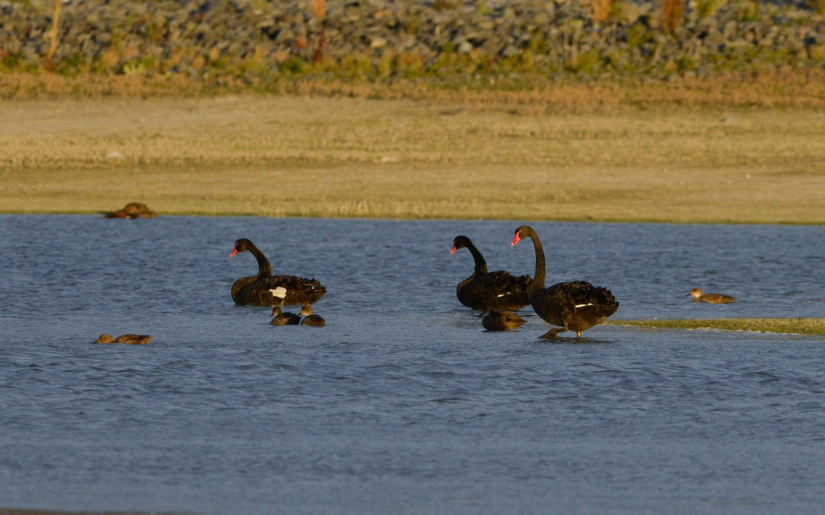 Black Swan - Thierry NOGARO
