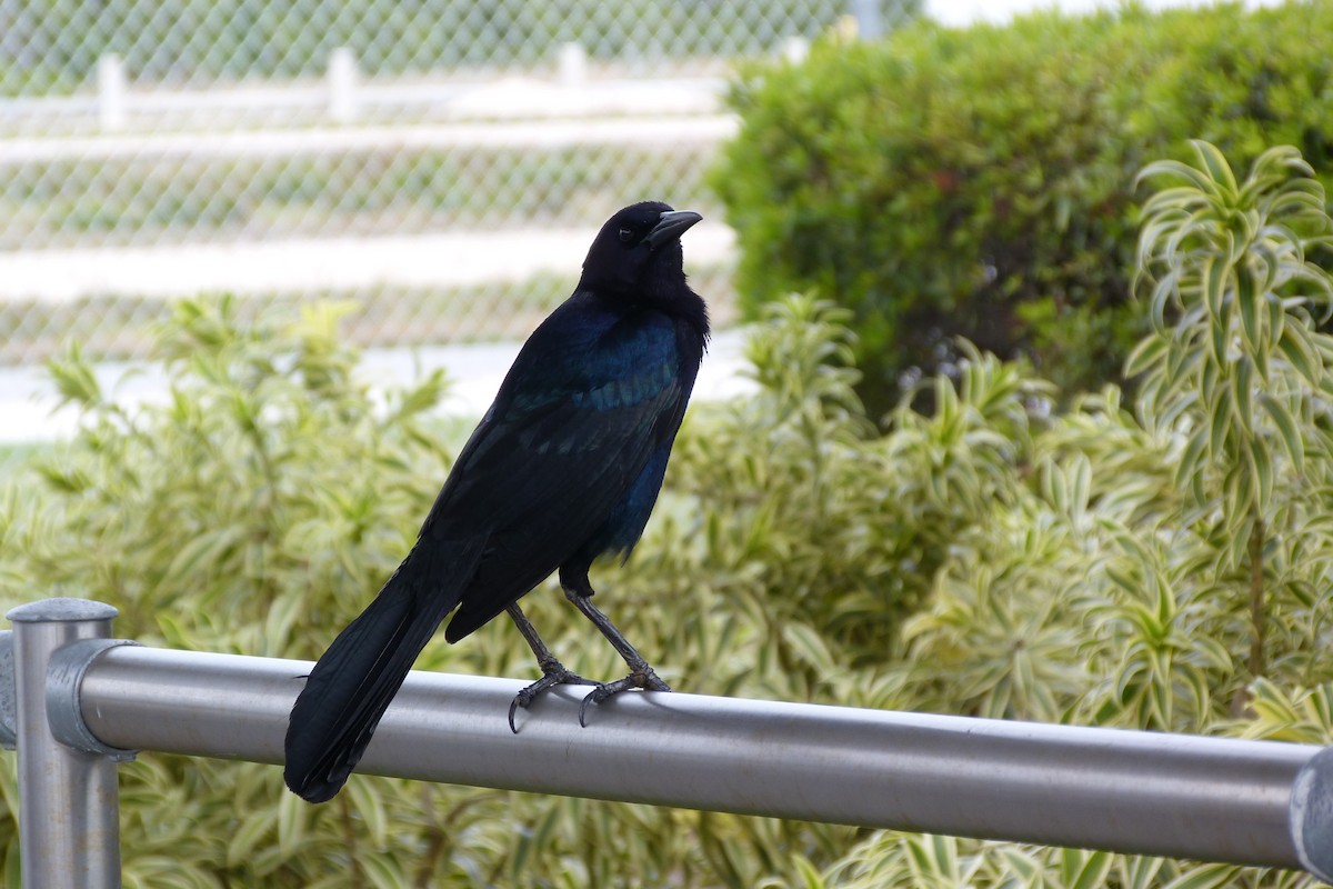 Boat-tailed Grackle - ML22708891