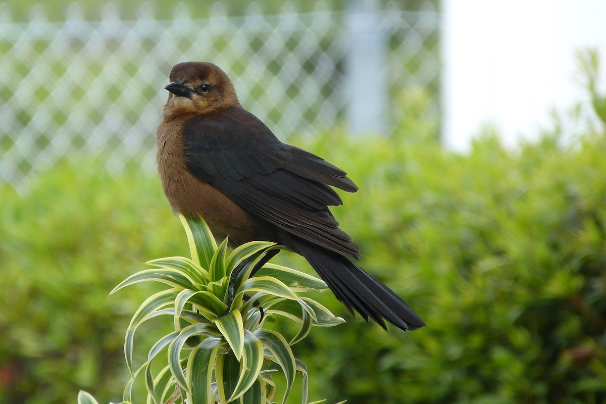 Boat-tailed Grackle - ML22708901