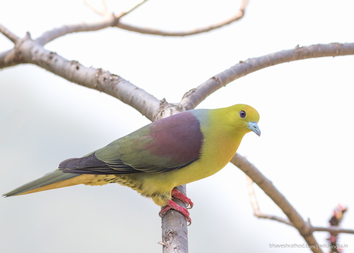 Wedge-tailed Green-Pigeon - Bhavesh Rathod