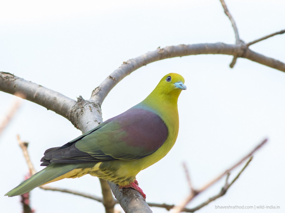 Wedge-tailed Green-Pigeon - ML227090181