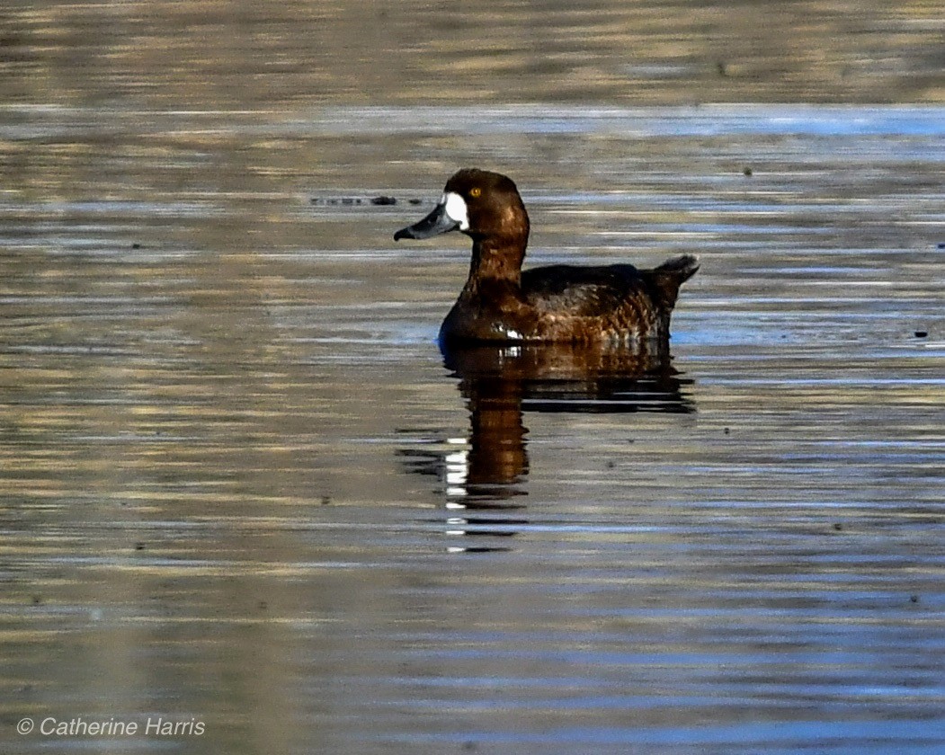 Greater Scaup - ML227095081