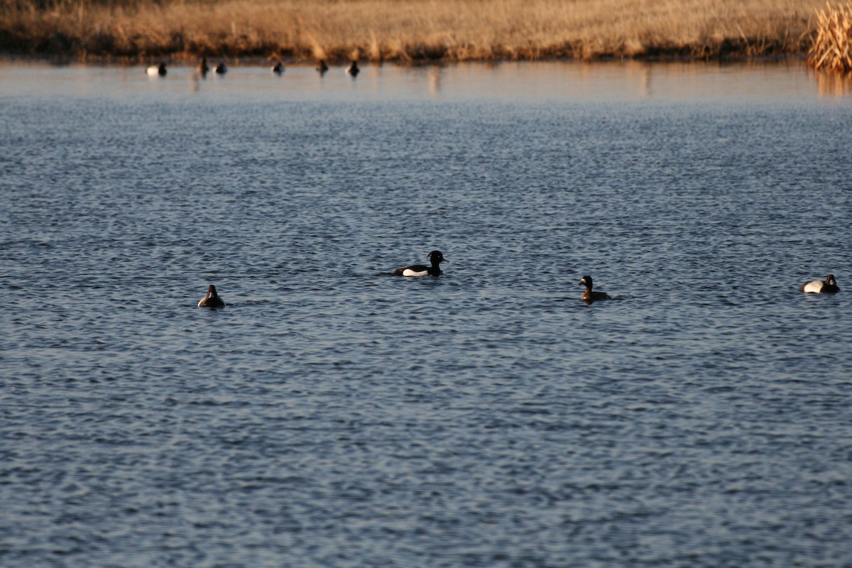 Tufted Duck - ML227095851