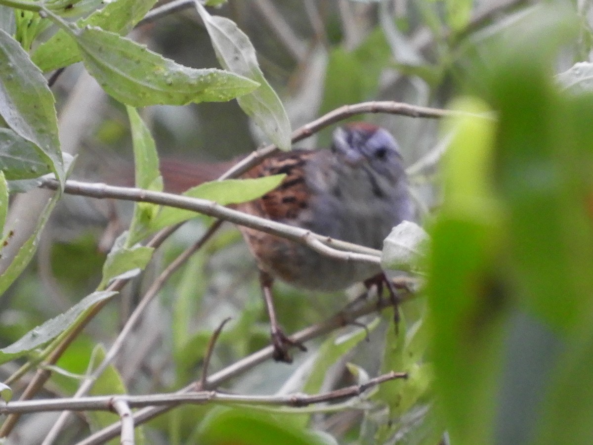 Swamp Sparrow - ML227101611