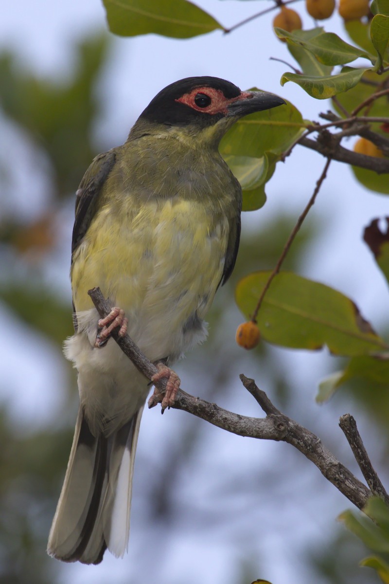 Australasian Figbird - ML22710181