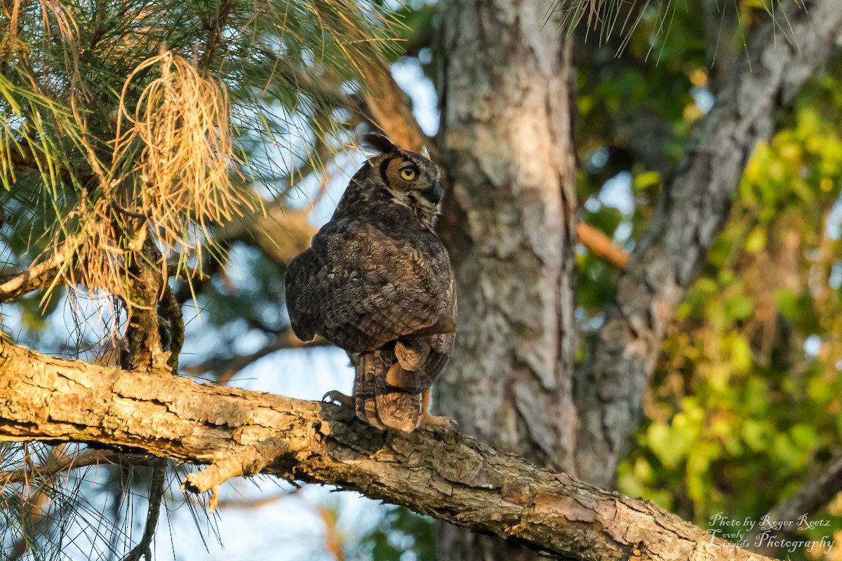 Great Horned Owl - ML227104161