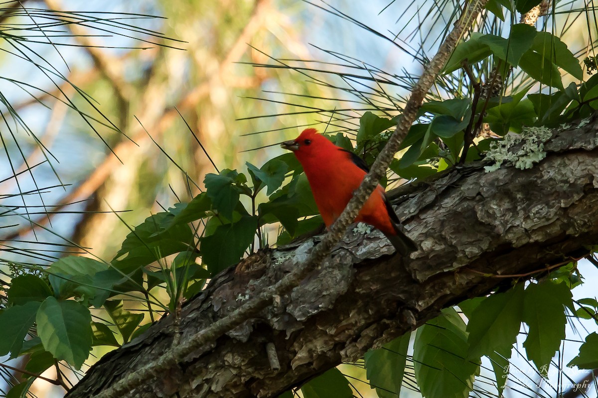 Scarlet Tanager - ML227104461