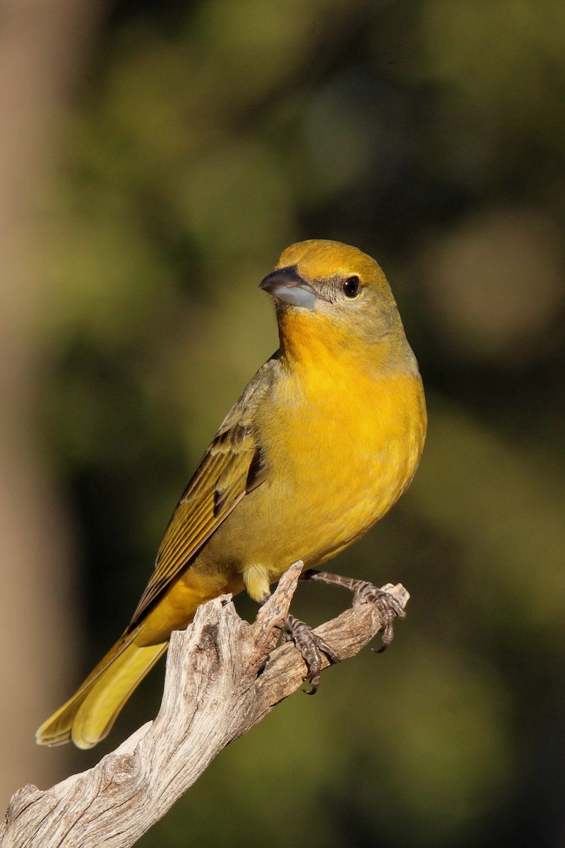 Hepatic Tanager - ML22711061