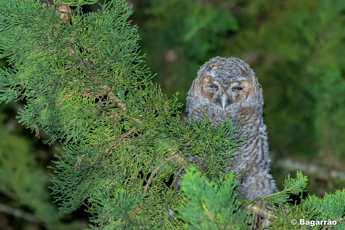 Tawny Owl - ML227110651