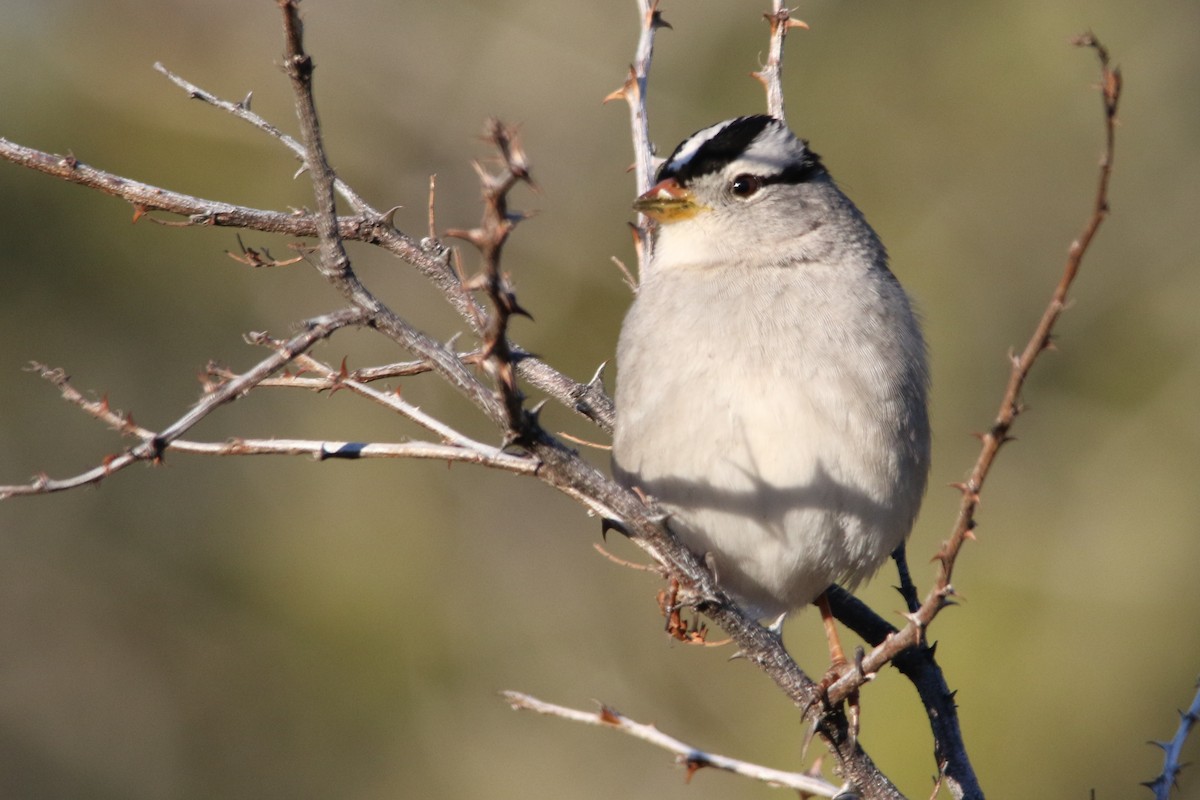 White-crowned Sparrow (Gambel's) - Louis Hoeniger