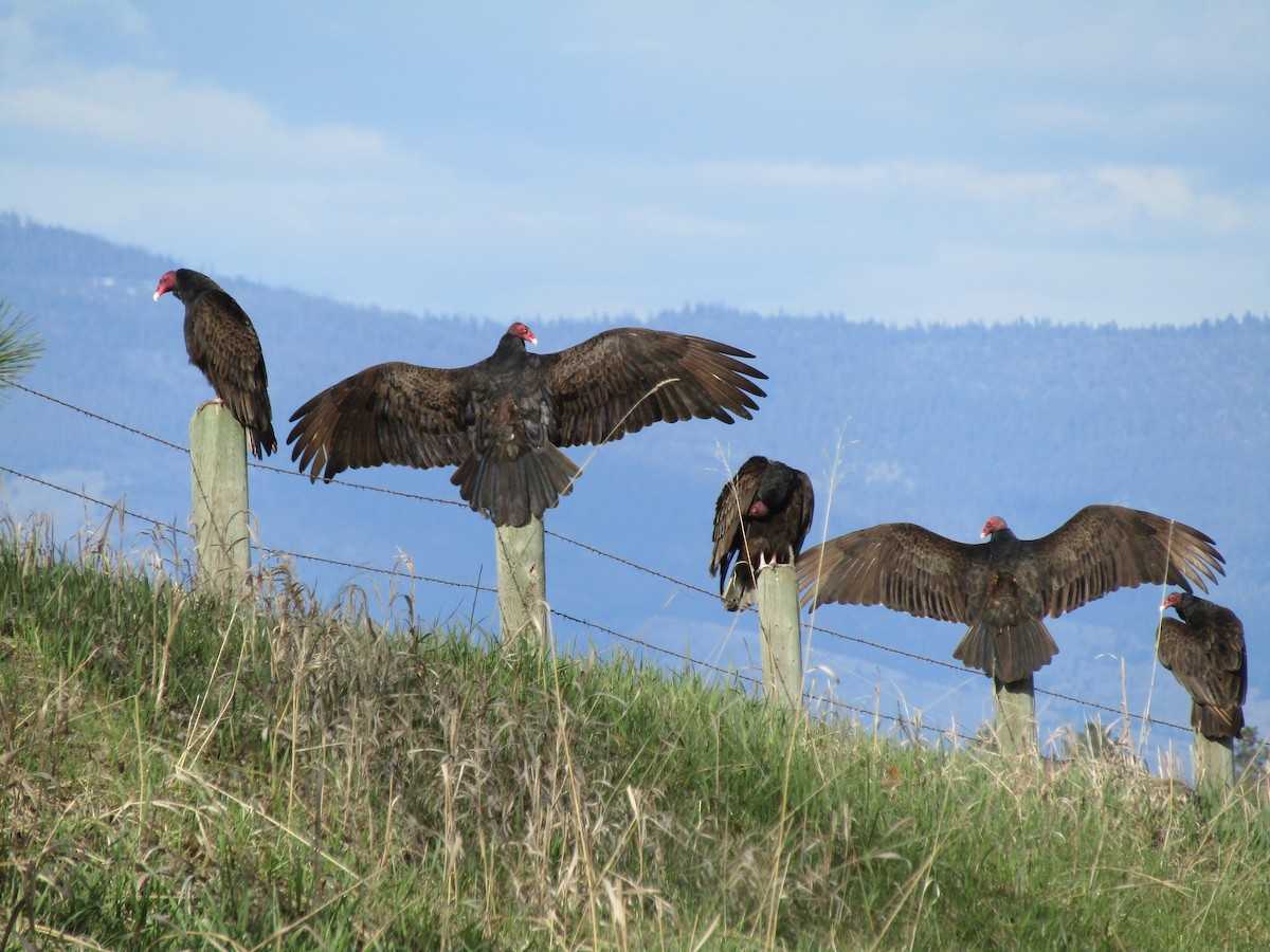 Turkey Vulture - ML227115311