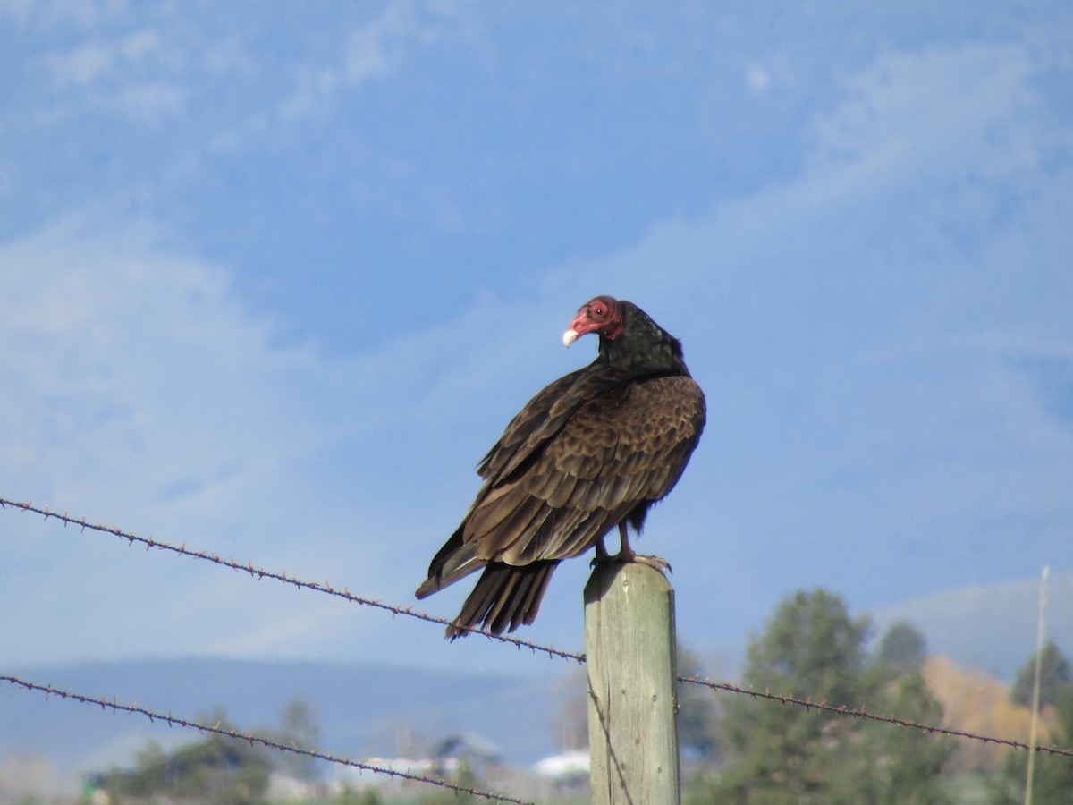 Turkey Vulture - ML227115411