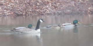 Canada Goose (canadensis Group), ML22711921