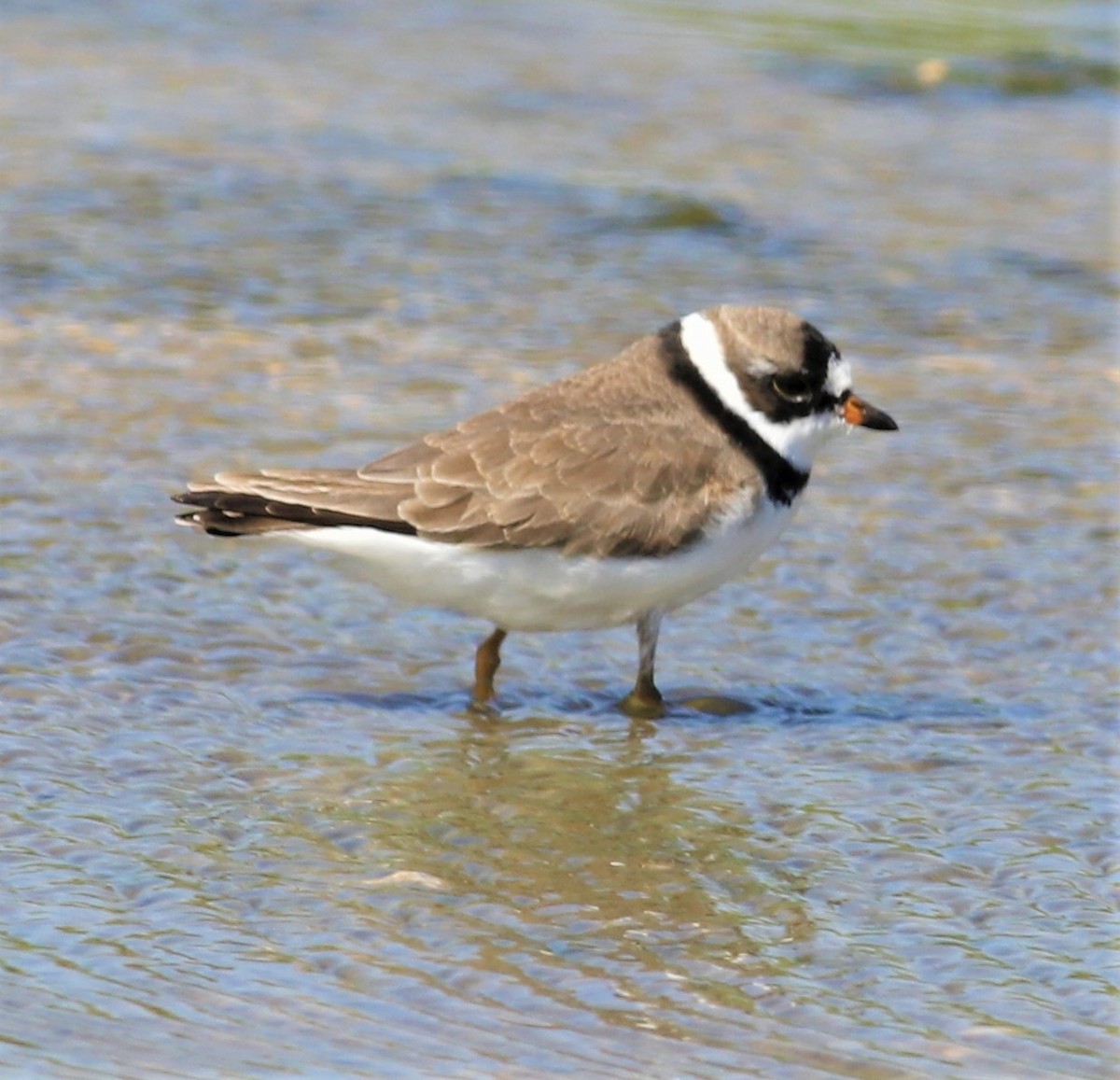 Semipalmated Plover - Mike Riley