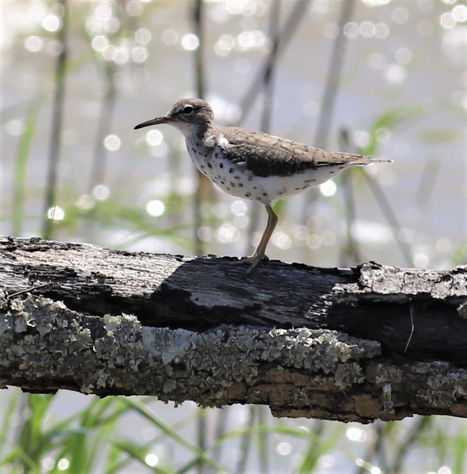 Spotted Sandpiper - Mike Riley