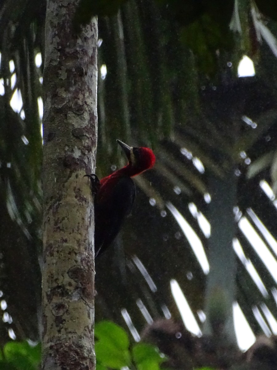 Crimson-bellied Woodpecker (Splendid) - Mark Dorriesfield