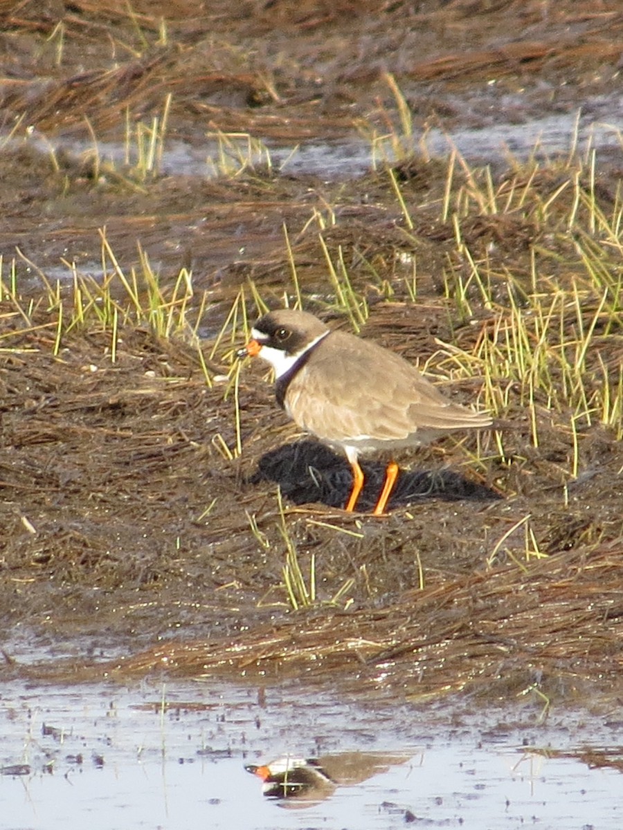 Semipalmated Plover - ML227125141