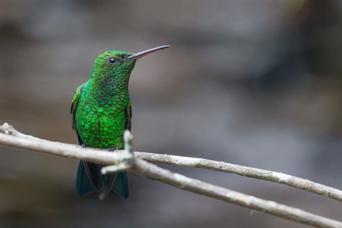 Copper-rumped Hummingbird - Jhonathan Miranda - Wandering Venezuela Birding Expeditions