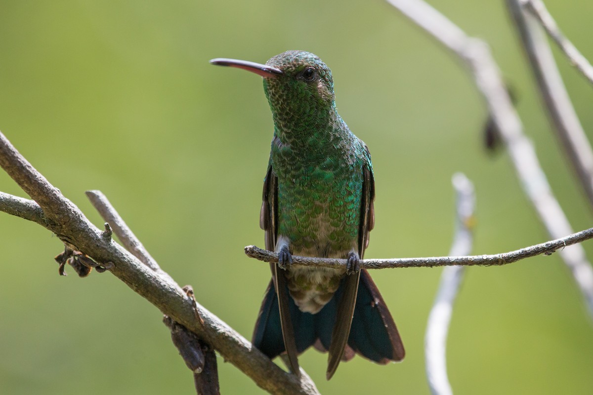 kolibřík měděnořitý - ML227127491