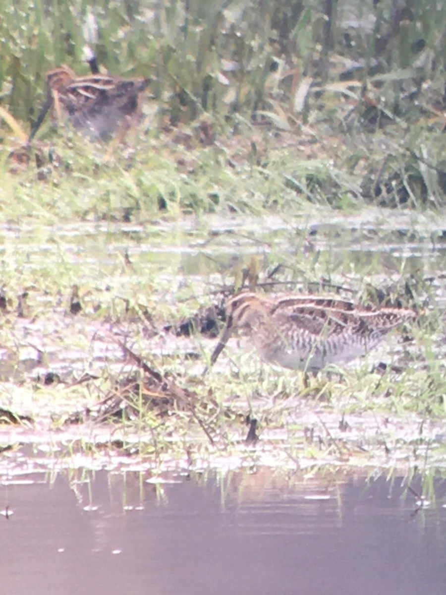 eBird Checklist 25 Apr 2020 Bolton Flats WMABolton 42 species