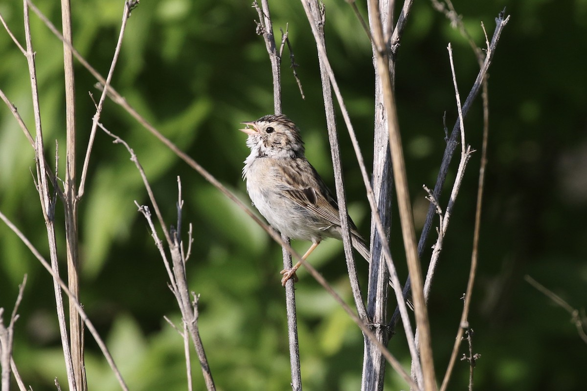 Clay-colored Sparrow - ML227132111