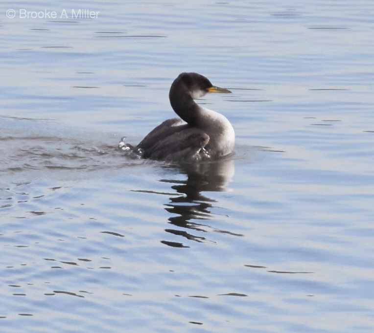 Red-necked Grebe - ML22714541