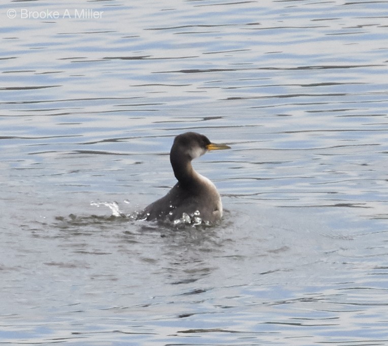 Red-necked Grebe - ML22714551