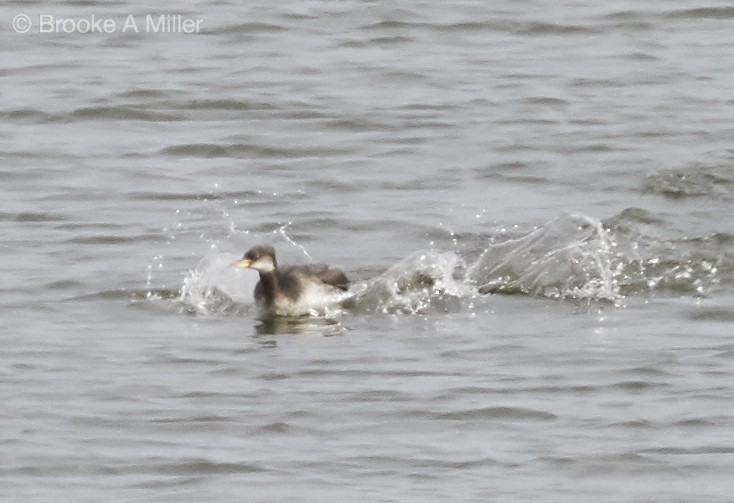 Red-necked Grebe - ML22714561