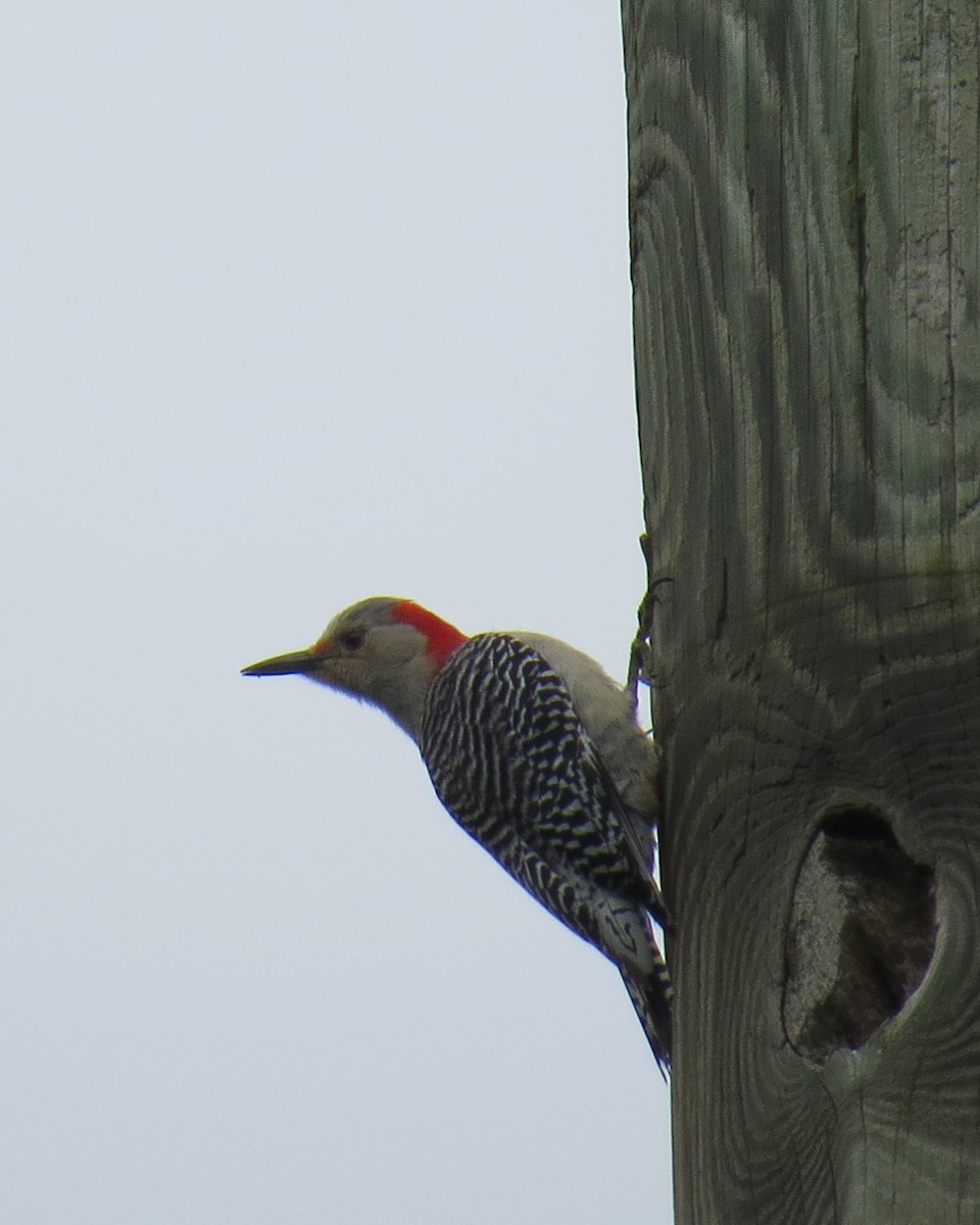 Red-bellied Woodpecker - ML227145721