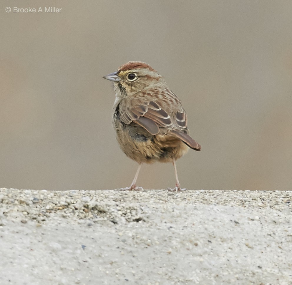 Rufous-crowned Sparrow - Brooke Miller