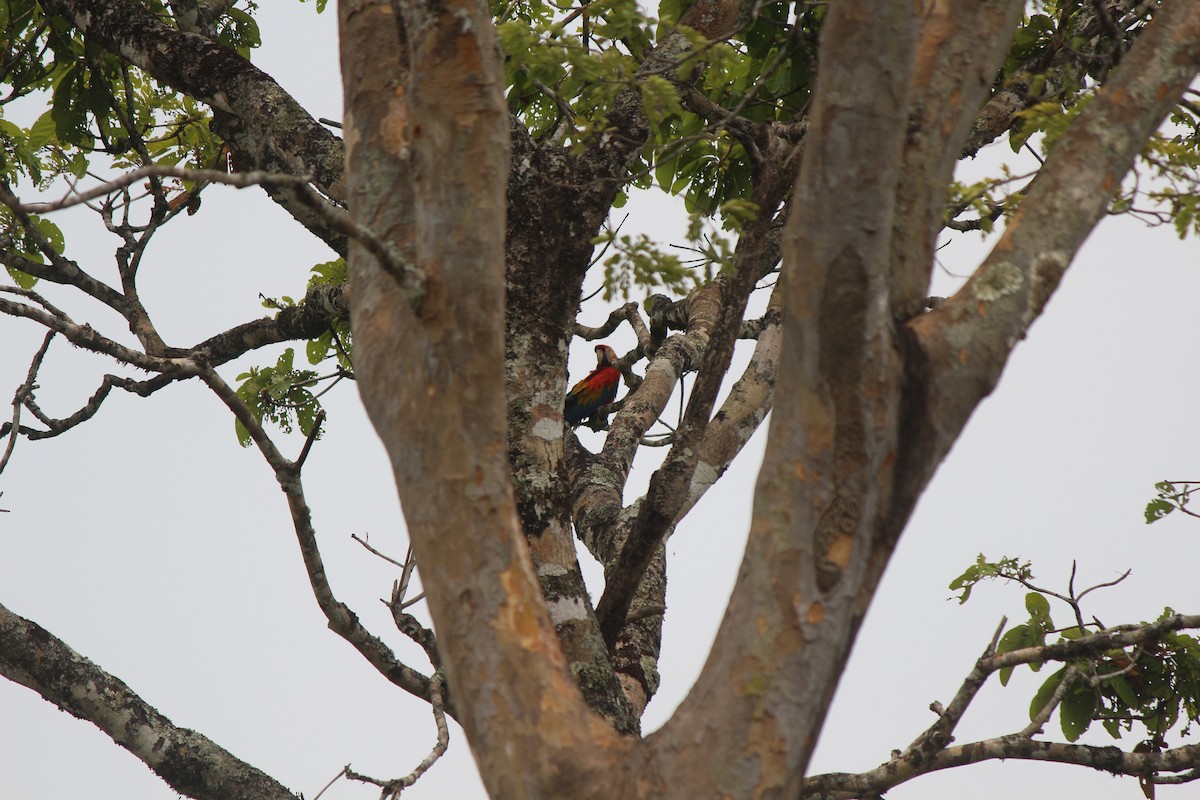 Scarlet Macaw - ML227148841