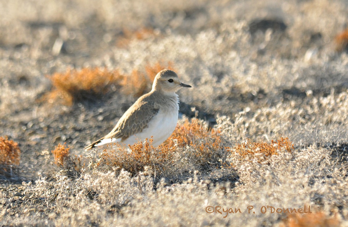 Mountain Plover - Ryan O'Donnell