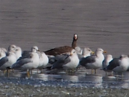 Greater White-fronted Goose - Ninad Thakoor