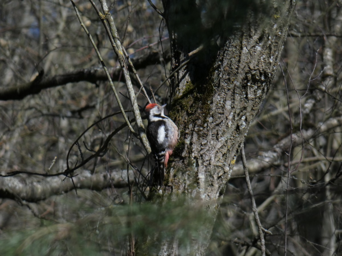 Middle Spotted Woodpecker - ML227154731