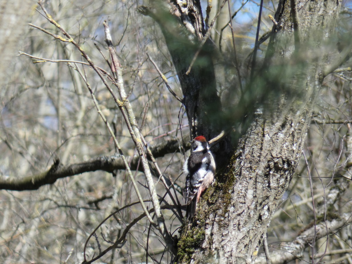 Middle Spotted Woodpecker - ML227154811