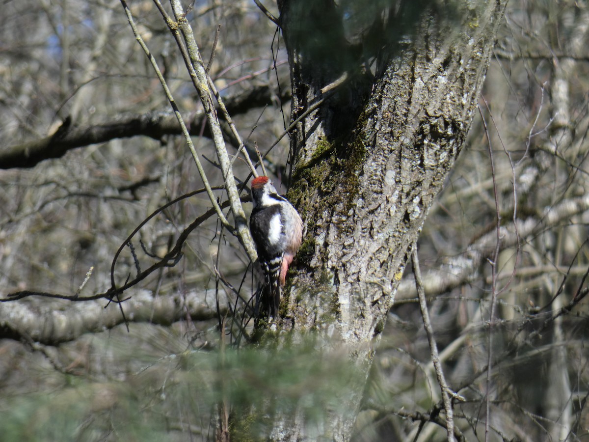 Middle Spotted Woodpecker - Victor Kulik