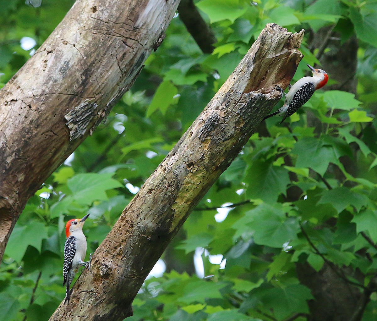 Red-bellied Woodpecker - ML227157211