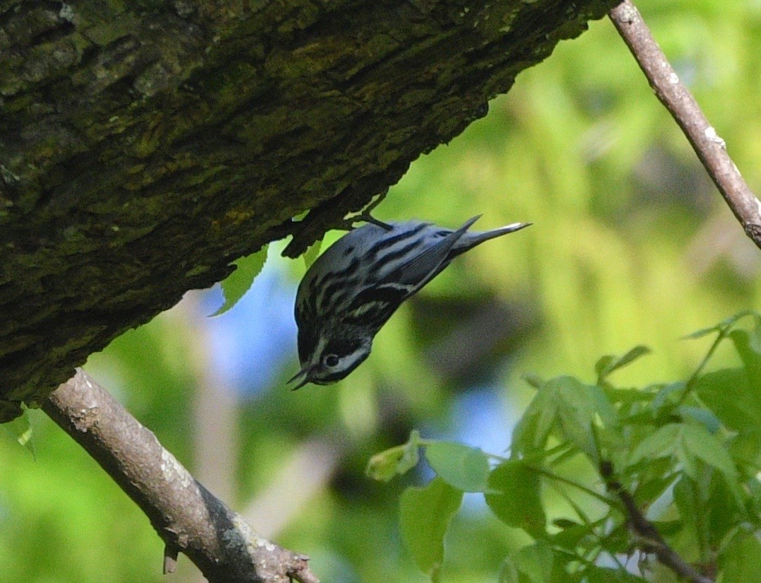 Black-and-white Warbler - ML227157241
