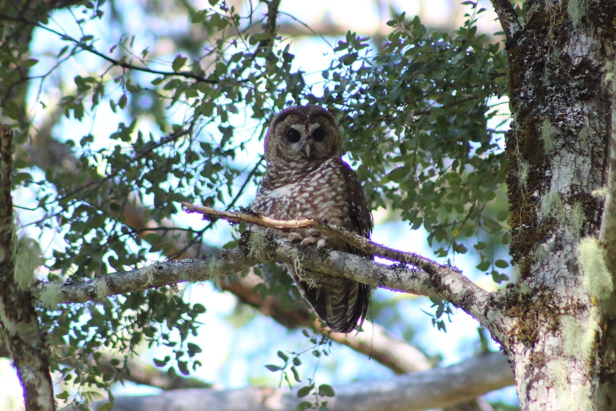 Spotted Owl - ML227158491