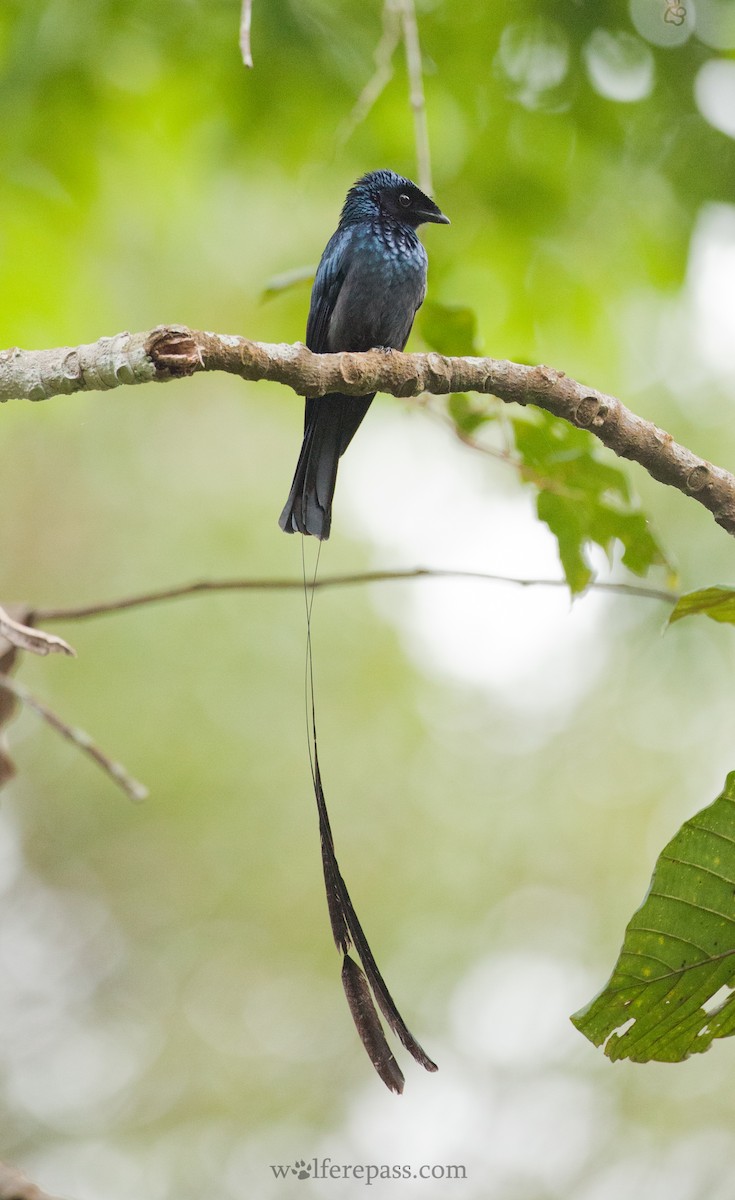 Lesser Racket-tailed Drongo - ML22715981