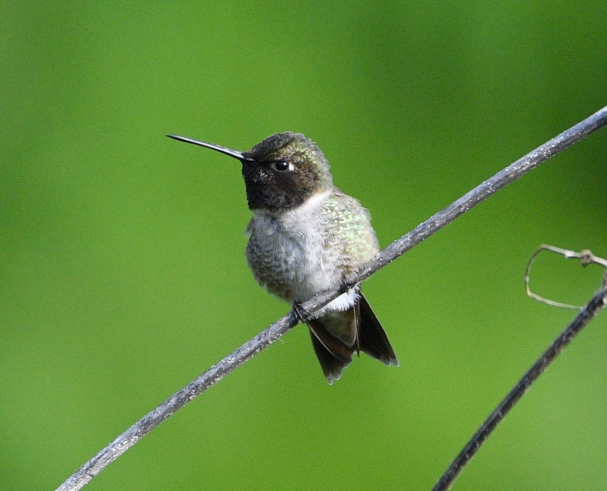 Black-chinned Hummingbird - Matt DuRoss