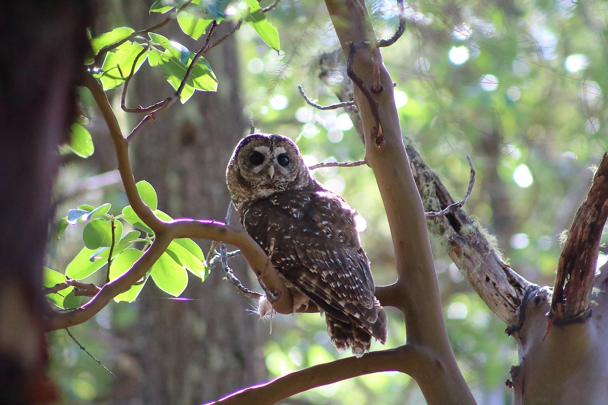 Spotted Owl - ML227161121
