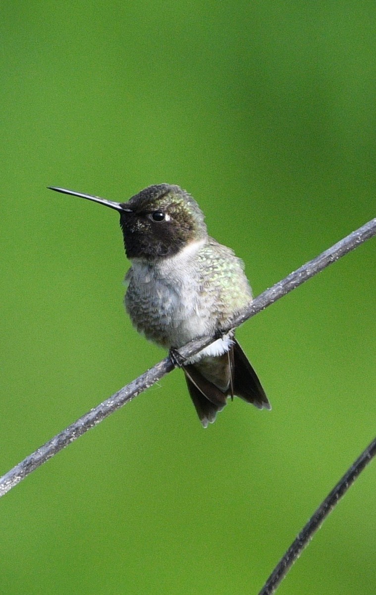 Black-chinned Hummingbird - ML227161751