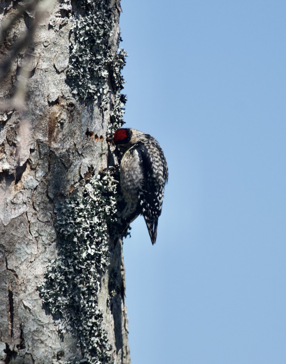 Yellow-bellied Sapsucker - Paul Gould