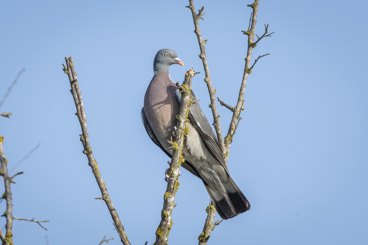 Common Wood-Pigeon - Fátima Garrido Ceacero