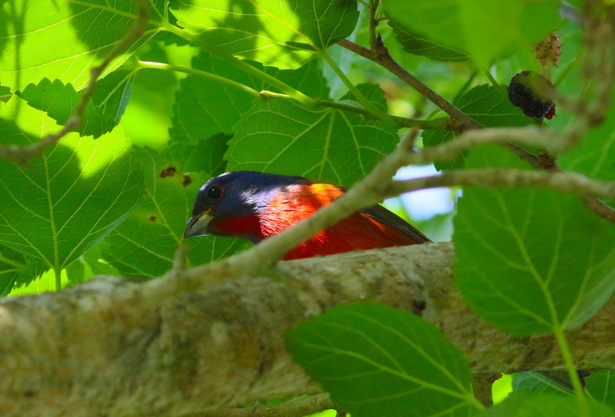Painted Bunting - ML227162851